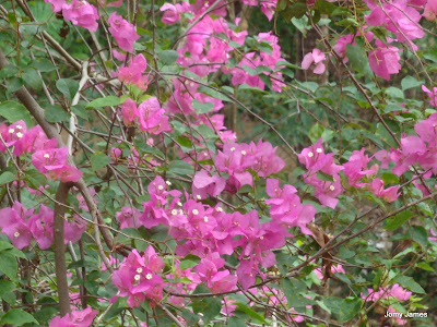 Bougainvillea or Kadalasu Poovu