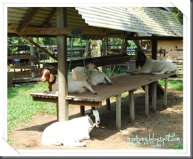 Goats~~