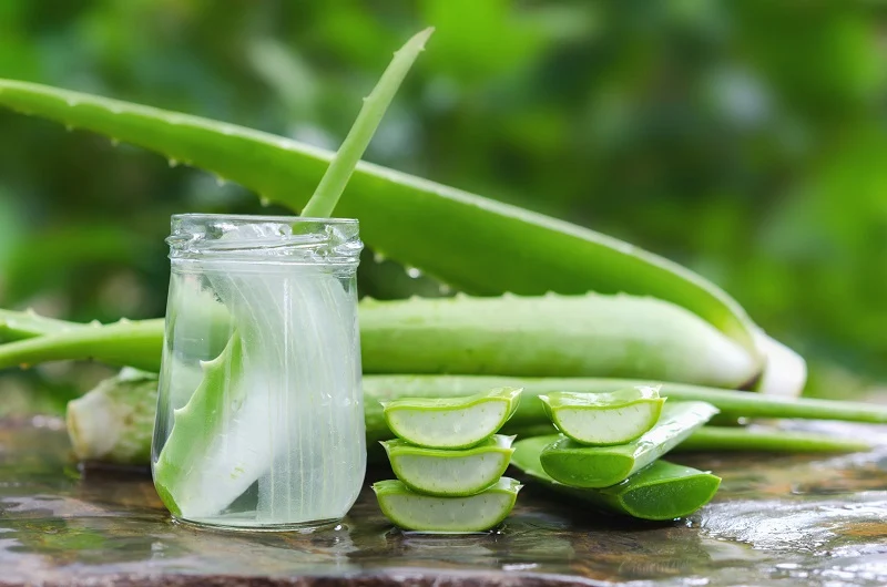 5 Benefícios Comprovados da Aloe Vera em Úlceras Estomacais