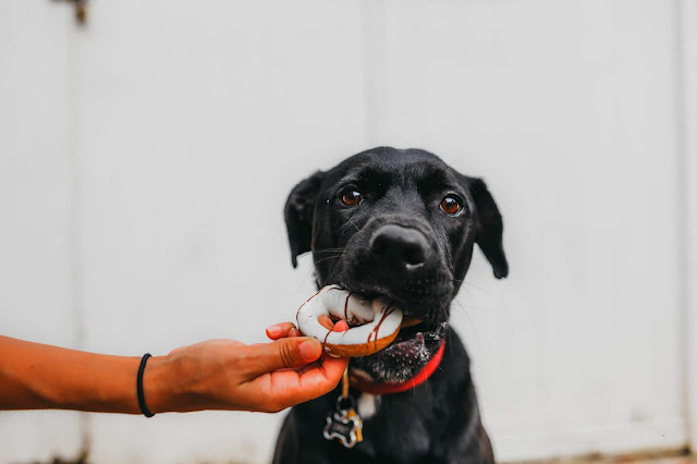 A Dogs Diet Influences Oral Health