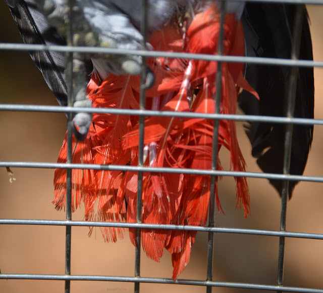 Clyde's tail feathers are ragged and torn.