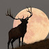 Happy Full Buck Moon 2023: What You Need to Know About July's Full
Moon