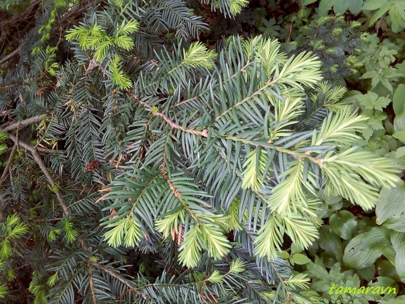 Тис остроконечный (Taxus cuspidata)