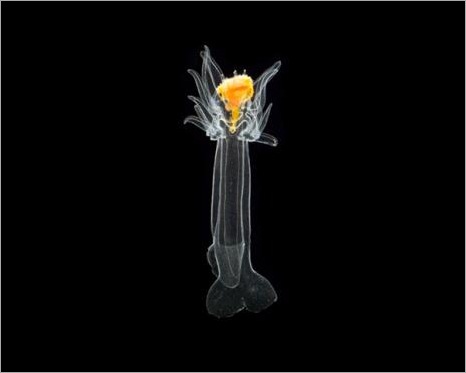 Plankton of Christmas