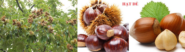 NHỮNG VỊ THUỐC QUANH TA - Hạt Dẻ