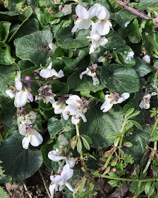 Sweet Violet, Viola odorata.  Fairlawne Estate, Shipbourne, 15 March 2014.