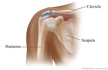 ٻانھوڏي Humerus 💎اصغر ساگر💎