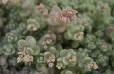 セダムの花