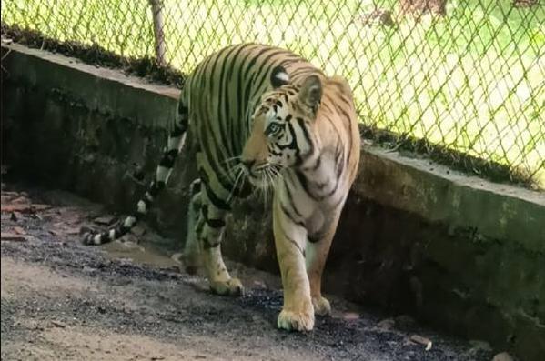 Tigress Sundari