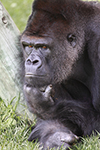 Animais Fotos - Primates - Gorilla think on... Moments of wisdom - Fotografia de animais selvagens