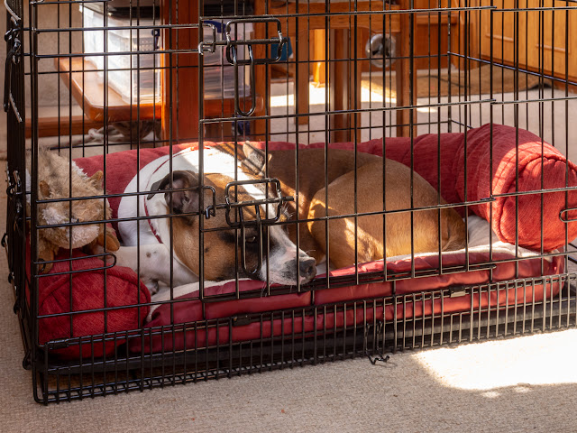 Photo of Ruby laying quietly in her cage as Ravensdale left the marina