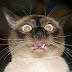 Gato assustado
