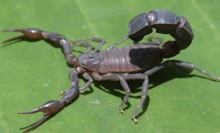 Escorpión o alacrán de perfil