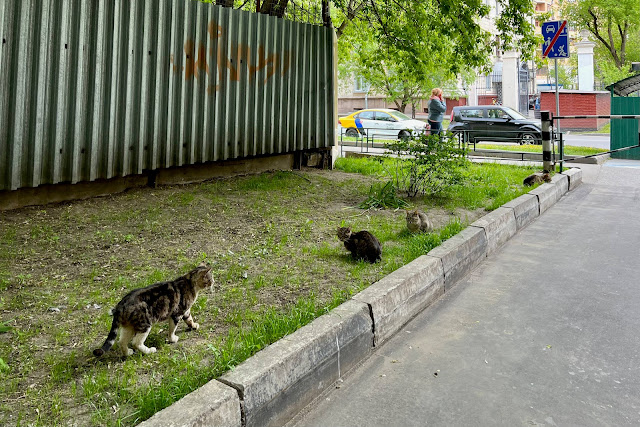 улица Острякова, дворы, коты