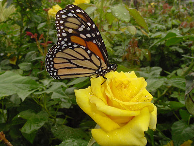 Yellow Rose Nacogdoches - Monarch Butterfly. Posted by Girls Tattoo at 20:28
