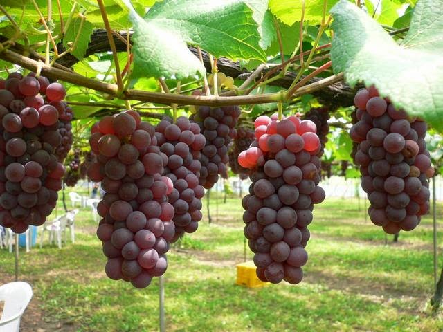 Cara Merawat Pohon Anggur Yang Benar Dunia Tanaman