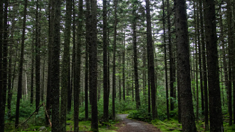 "Revolutionizing Climate Action: Unveiling the Massive Impact of Forest Restoration"