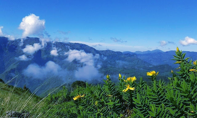 Pampadum Shola National Park