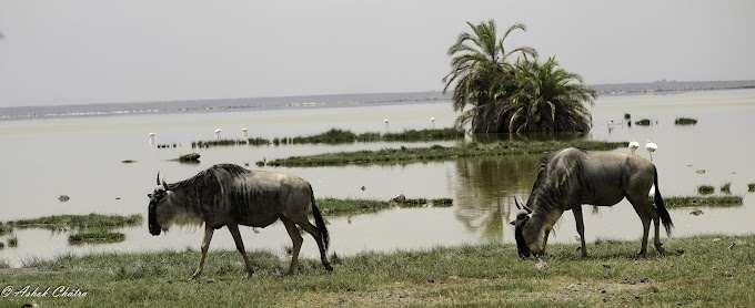 Wildebeest