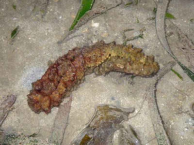 Dragonfish sea cucumber (Stichopus horrens)