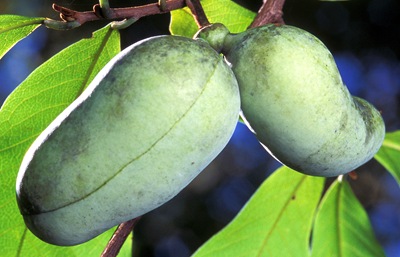 Paw paw