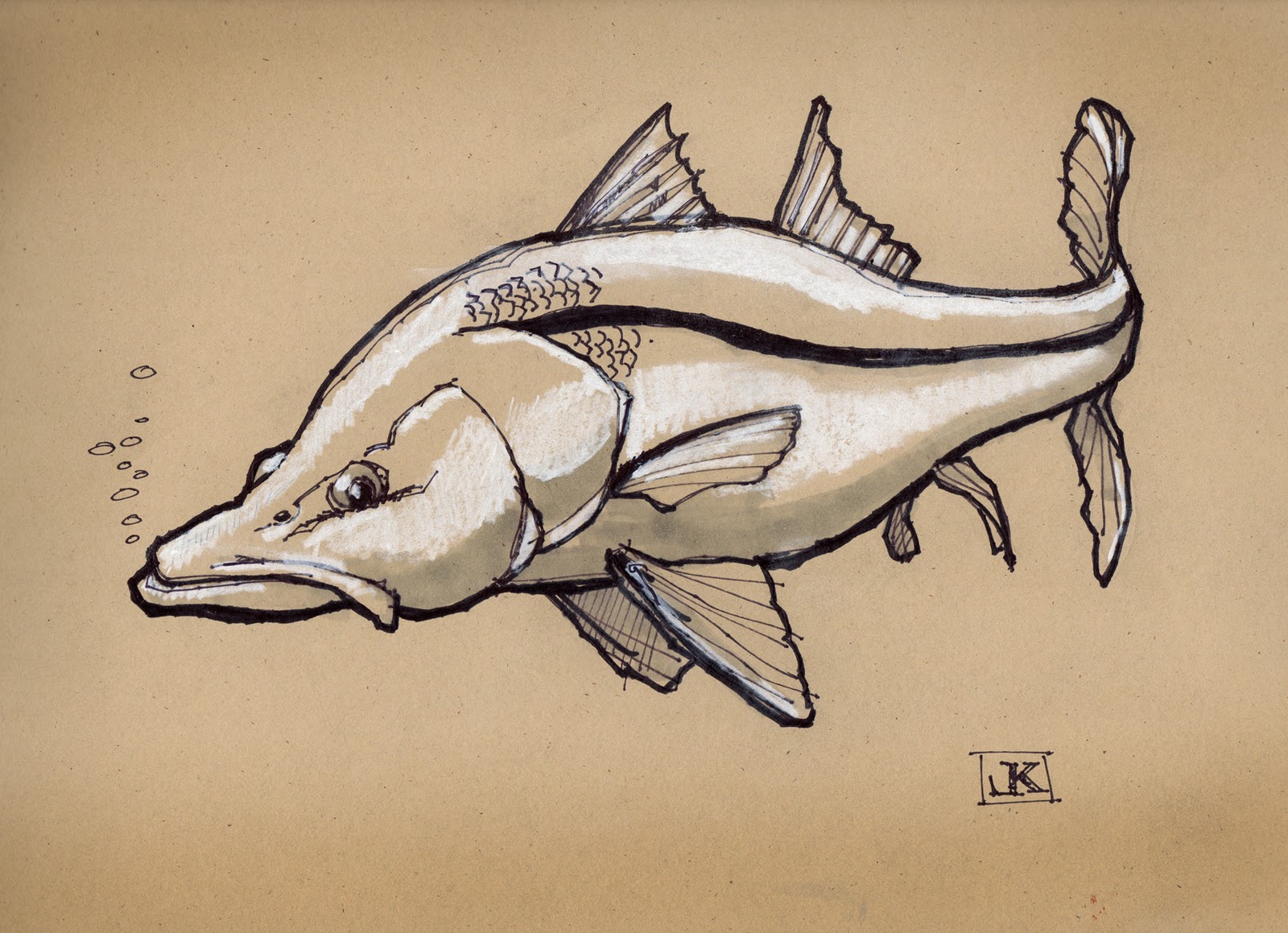 drawing flies 365: Drawing Fish 52_44 Snook