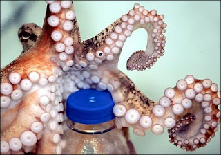Smartest Animals On Earth octopus