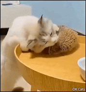 Crazy Cat GIF • Weird cat rubbing its face on a hedgehog! Brush Buddy  [ok-cats.com]