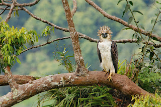 Philippine Eagle