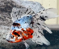 Calico/Nacreous Goldfish