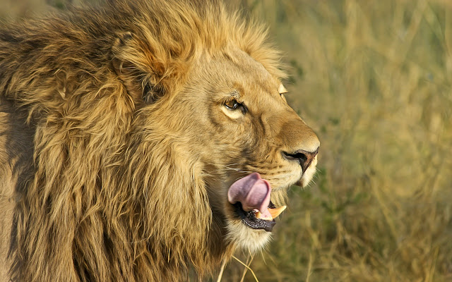 south african lion