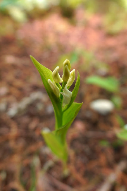 Cephalanthera erecta