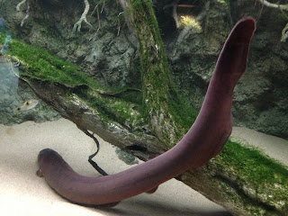 Electric Eel Fish Facts in Hindi