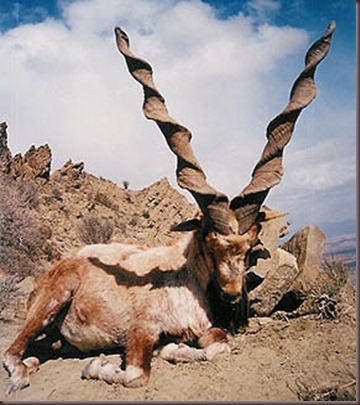 Amazing Animals Pictures Markhor (3)