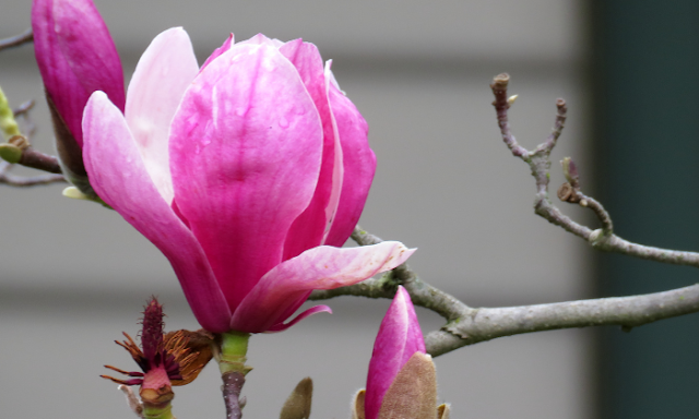 Pink Magnolia Flower