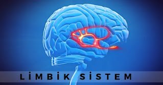 Limbik Sistem