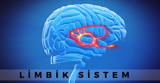 Limbik Sistem 