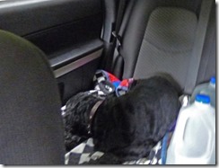Bubba sleeping through the ride