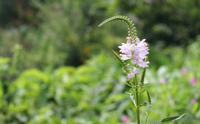 Physostegia Virginiana Flowers Pictures