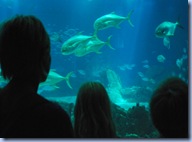 Oceanarium