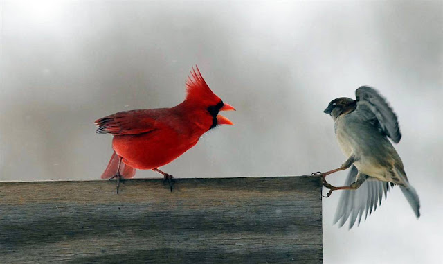 Photos Of Cardinal Birds