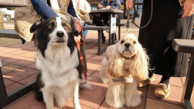 保護犬 ボーダーコリー トーマ ドギーなハーバー