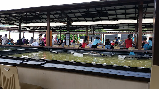 The overcrowded prawning pond