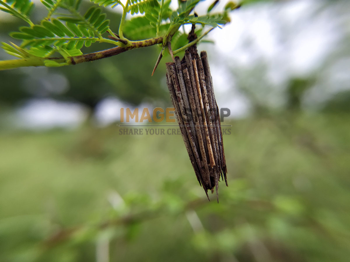 Caterpillar with House