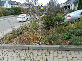 Toronto Bedford Park Fall Front Yard Cleanup Before by Paul Jung Gardening Services Inc.--a Toronto Organic Gardening Company
