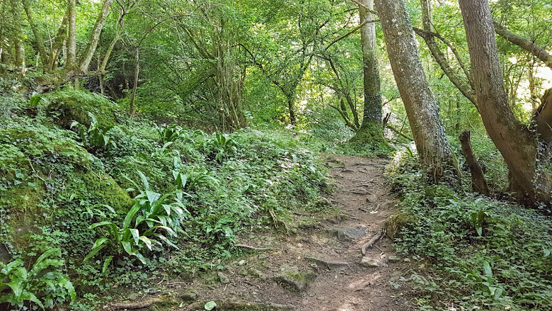 差點在森林中迷路