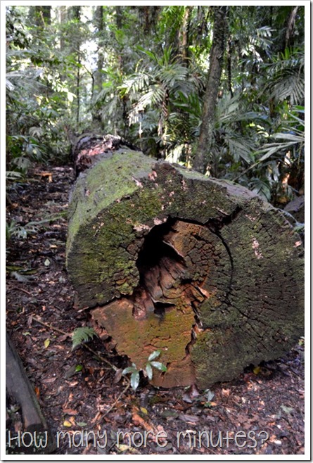 Dorrigo National Park | How Many More Minutes?