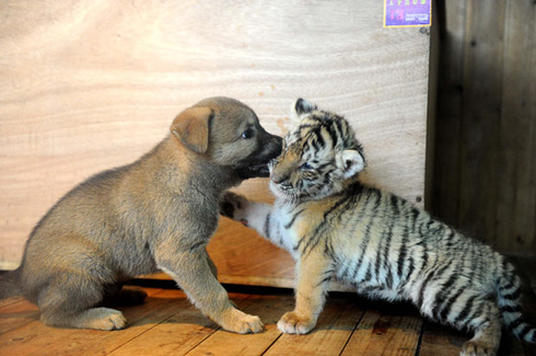 Persahabatan Antara Anjing dan Harimau - the facemash post
