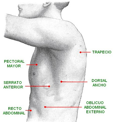 músculos de la espalda, pecho y abdomen