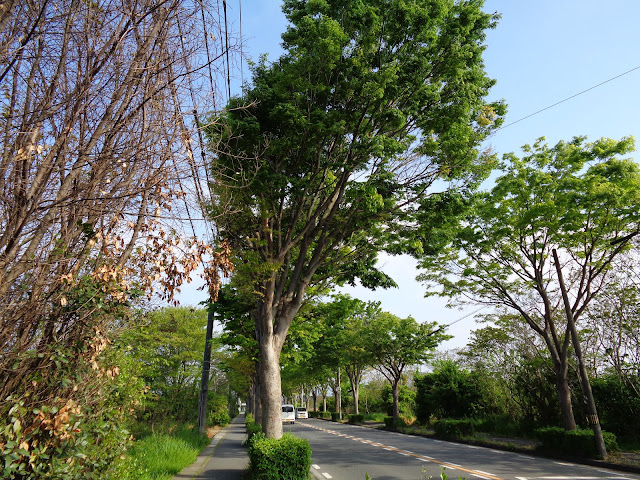 内浜産業道路のケヤキの街路樹